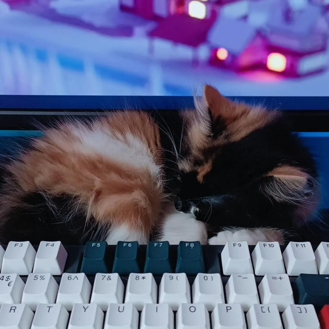 Rosie as a kitten sleeping on my desk
